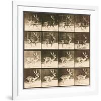 Fallow Deer-Eadweard Muybridge-Framed Giclee Print