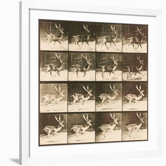 Fallow Deer-Eadweard Muybridge-Framed Giclee Print