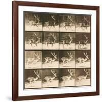 Fallow Deer-Eadweard Muybridge-Framed Giclee Print