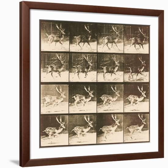 Fallow Deer-Eadweard Muybridge-Framed Giclee Print