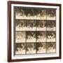 Fallow Deer-Eadweard Muybridge-Framed Giclee Print