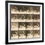 Fallow Deer-Eadweard Muybridge-Framed Giclee Print