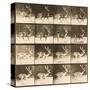 Fallow Deer-Eadweard Muybridge-Stretched Canvas