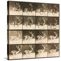 Fallow Deer-Eadweard Muybridge-Stretched Canvas