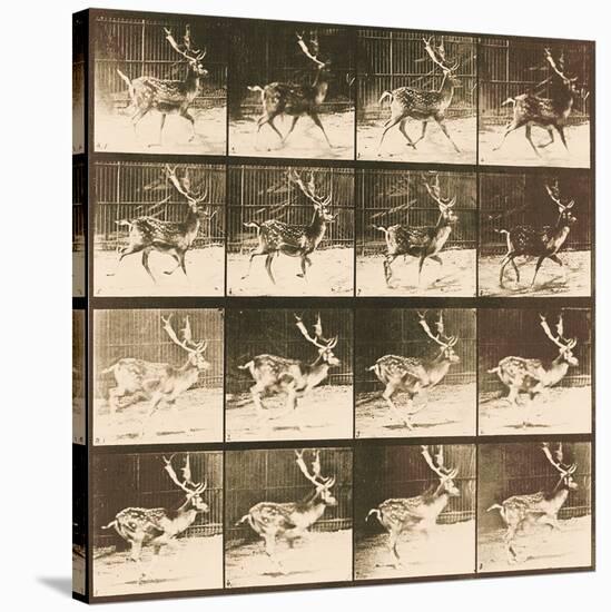 Fallow Deer-Eadweard Muybridge-Stretched Canvas