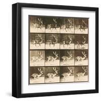 Fallow Deer-Eadweard Muybridge-Framed Giclee Print