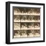 Fallow Deer-Eadweard Muybridge-Framed Giclee Print