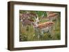 Fallow Deer-jennyt-Framed Photographic Print