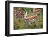 Fallow Deer-jennyt-Framed Photographic Print