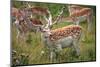 Fallow Deer-jennyt-Mounted Photographic Print