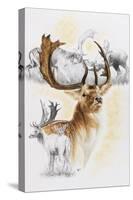 Fallow Deer-Barbara Keith-Stretched Canvas