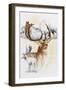 Fallow Deer-Barbara Keith-Framed Giclee Print