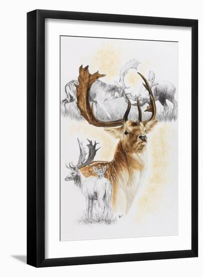 Fallow Deer-Barbara Keith-Framed Giclee Print