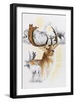 Fallow Deer-Barbara Keith-Framed Giclee Print