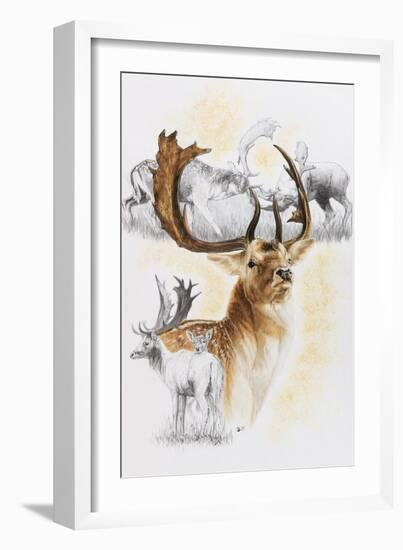 Fallow Deer-Barbara Keith-Framed Giclee Print