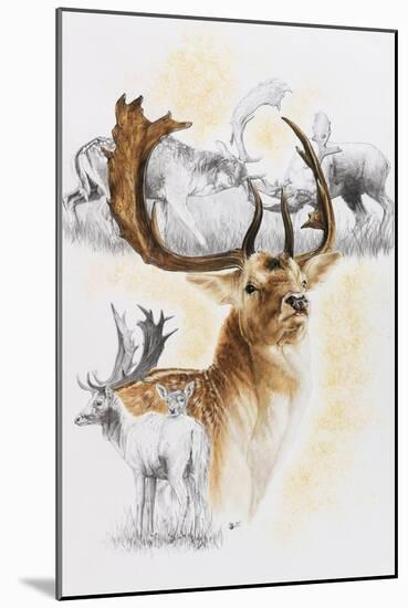 Fallow Deer-Barbara Keith-Mounted Giclee Print