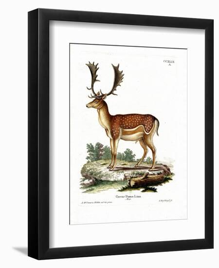 Fallow Deer-null-Framed Premium Giclee Print