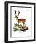 Fallow Deer-null-Framed Premium Giclee Print