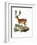 Fallow Deer-null-Framed Premium Giclee Print