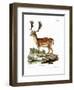 Fallow Deer-null-Framed Giclee Print
