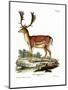 Fallow Deer-null-Mounted Giclee Print