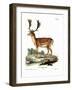 Fallow Deer-null-Framed Giclee Print