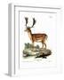 Fallow Deer-null-Framed Giclee Print