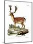 Fallow Deer-null-Mounted Giclee Print