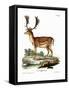 Fallow Deer-null-Framed Stretched Canvas