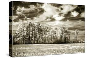 Fallow Field-Alan Hausenflock-Stretched Canvas