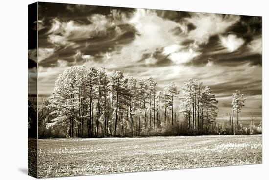 Fallow Field-Alan Hausenflock-Stretched Canvas