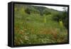 Fallow Ground with Denseflower Mullein, Musk Thistle and Common Poppy, Bulgaria-Nill-Framed Stretched Canvas