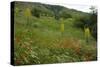 Fallow Ground with Denseflower Mullein, Musk Thistle and Common Poppy, Bulgaria-Nill-Stretched Canvas