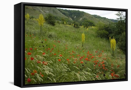 Fallow Ground with Denseflower Mullein, Musk Thistle and Common Poppy, Bulgaria-Nill-Framed Stretched Canvas