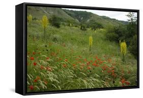 Fallow Ground with Denseflower Mullein, Musk Thistle and Common Poppy, Bulgaria-Nill-Framed Stretched Canvas