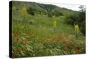 Fallow Ground with Denseflower Mullein, Musk Thistle and Common Poppy, Bulgaria-Nill-Stretched Canvas