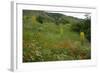 Fallow Ground with Denseflower Mullein, Musk Thistle and Common Poppy, Bulgaria-Nill-Framed Photographic Print