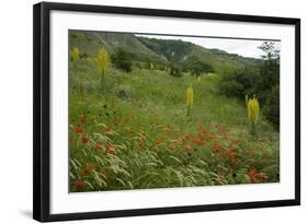 Fallow Ground with Denseflower Mullein, Musk Thistle and Common Poppy, Bulgaria-Nill-Framed Photographic Print