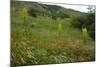 Fallow Ground with Denseflower Mullein, Musk Thistle and Common Poppy, Bulgaria-Nill-Mounted Photographic Print