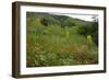 Fallow Ground with Denseflower Mullein, Musk Thistle and Common Poppy, Bulgaria-Nill-Framed Photographic Print