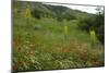 Fallow Ground with Denseflower Mullein, Musk Thistle and Common Poppy, Bulgaria-Nill-Mounted Photographic Print