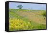 Fallow Ground with Denseflower Mullein (Verbascum Densiflorum) Bulgaria, May 2008-Nill-Framed Stretched Canvas