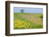 Fallow Ground with Denseflower Mullein (Verbascum Densiflorum) Bulgaria, May 2008-Nill-Framed Photographic Print