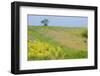 Fallow Ground with Denseflower Mullein (Verbascum Densiflorum) Bulgaria, May 2008-Nill-Framed Photographic Print