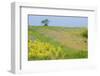 Fallow Ground with Denseflower Mullein (Verbascum Densiflorum) Bulgaria, May 2008-Nill-Framed Photographic Print