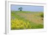 Fallow Ground with Denseflower Mullein (Verbascum Densiflorum) Bulgaria, May 2008-Nill-Framed Photographic Print