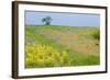 Fallow Ground with Denseflower Mullein (Verbascum Densiflorum) Bulgaria, May 2008-Nill-Framed Photographic Print