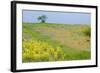 Fallow Ground with Denseflower Mullein (Verbascum Densiflorum) Bulgaria, May 2008-Nill-Framed Photographic Print