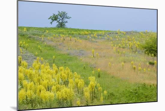 Fallow Ground with Denseflower Mullein (Verbascum Densiflorum) Bulgaria, May 2008-Nill-Mounted Photographic Print