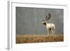 Fallow Love-Mark Bridger-Framed Art Print